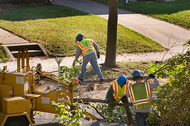 Trusted Omaha, TX Tree Removal Experts